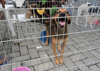 Prefeitura de Maricá realiza campanha de adoção de cães e gatos neste sábado
