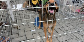Prefeitura de Maricá realiza campanha de adoção de cães e gatos neste sábado