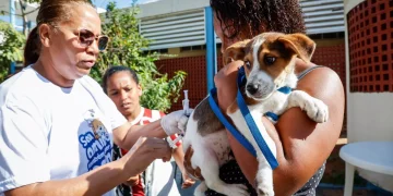 Campanha gratuita de vacinação antirrábica para cães e gatos ocorre em São Januário