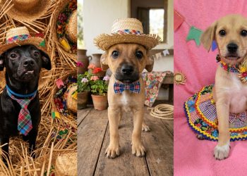Madureira Shopping realiza feira de adoção de pets neste sábado