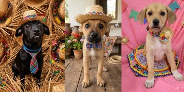 Madureira Shopping realiza feira de adoção de pets neste sábado