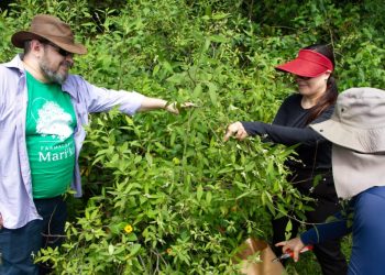 Prefeitura de Maricá promove visitas guiadas sobre plantas medicinais e sustentabilidade