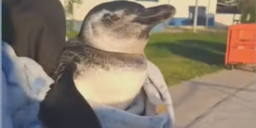 Pinguim ferido é resgatado na Zona Norte do Rio pelo Corpo de Bombeiros
