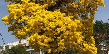 Início da temporada dos ipês no Rio de Janeiro transforma paisagem com cores de julho a novembro