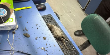 Rato morto cai de teto em posto do Detran-RJ no Largo do Machado