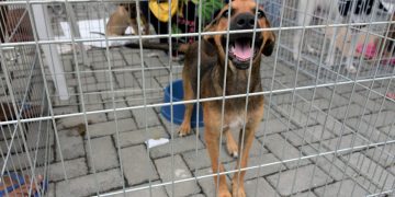 Campanha de adoção em Maricá oferece 30 animais resgatados no centro e na União