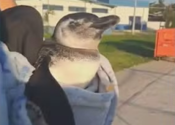 Pinguim ferido é resgatado no Piscinão de Ramos, na Zona Norte do Rio