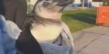 Pinguim ferido é resgatado no Piscinão de Ramos, na Zona Norte do Rio