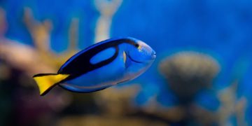 AquaRio oferece teatro de fantoches e circuito com 10 mil animais nas férias.