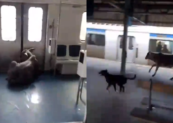 Bezerro invade estação de Japeri e circula em trem na Baixada Fluminense