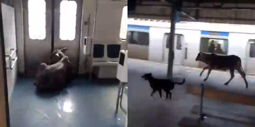 Bezerro invade estação de Japeri e circula em trem na Baixada Fluminense