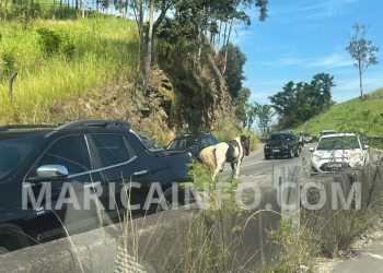 Prefeitura de Maricá contrata empresa para recolher e manejar cavalos soltos por um ano
