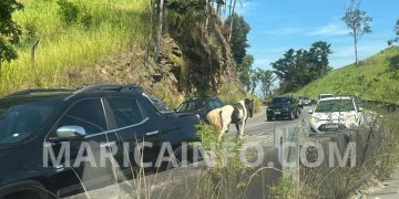 Prefeitura de Maricá contrata empresa para recolher e manejar cavalos soltos por um ano