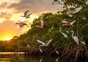 Projeto de replantio de manguezal em Guapimirim revitaliza biodiversidade e protege a Baía de Guanabara