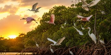 Projeto de replantio de manguezal em Guapimirim revitaliza biodiversidade e protege a Baía de Guanabara