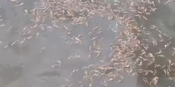 Cavalos-marinhos mortos em baía de Guanabara podem ter sido capturados por pesca de arrasto