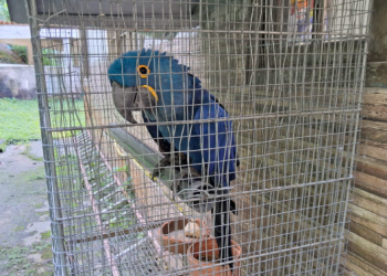 Inea e Polícia Federal apreendem animais irregulares em Niterói, incluindo arara ameaçada