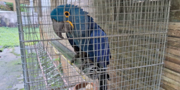 Inea e Polícia Federal apreendem animais irregulares em Niterói, incluindo arara ameaçada