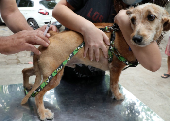Campanha no Rio incentiva adoção de cães caramelo e conscientização contra maus-tratos