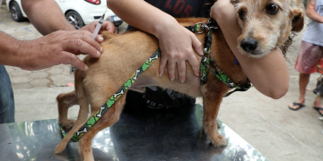 Campanha no Rio incentiva adoção de cães caramelo e conscientização contra maus-tratos