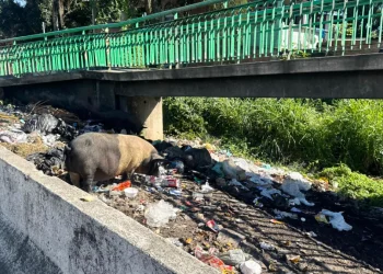 BR-101 em São Gonçalo enfrenta problema de lixo irregular e risco de acidentes com animais