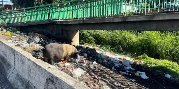 BR-101 em São Gonçalo enfrenta problema de lixo irregular e risco de acidentes com animais