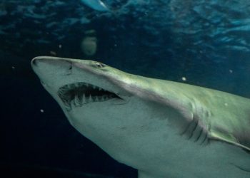 Férias no AquaRio oferecem teatro de fantoches e circuito com tubarões e atrações culturais