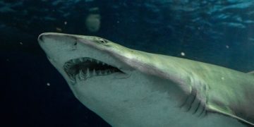 Férias no AquaRio oferecem teatro de fantoches e circuito com tubarões e atrações culturais