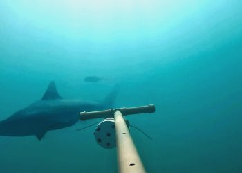 Estudo revela berçário de tubarões ameaçados na Baía de Ilha Grande, no litoral do Rio