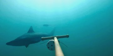 Estudo revela berçário de tubarões ameaçados na Baía de Ilha Grande, no litoral do Rio