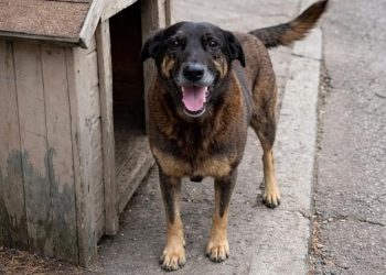 Projeto prevê cassação da CNH por abandono de animais em veículos