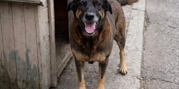 Projeto prevê cassação da CNH por abandono de animais em veículos