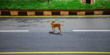 Câmara aprova suspensão de carteira por abandono de animal com veículo