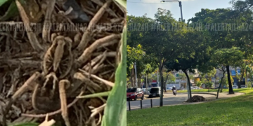 Aranha-lobo é identificada no gramado do Aterro do Cocotá, na Ilha do Governador