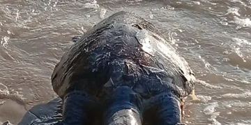 Número de tartarugas marinhas mortas em Niterói aumenta e evidencia ameaças ambientais