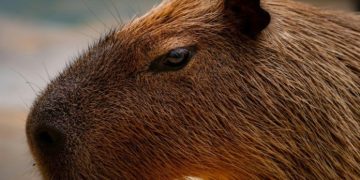 Capivara é resgatada por autoridades após aparecer em quintal de residência em Arraial do Cabo