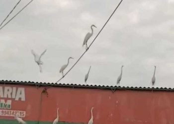 Garças aparecem na feira de Irajá e atraem moradores nas manhãs de domingo