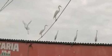 Garças aparecem na feira de Irajá e atraem moradores nas manhãs de domingo