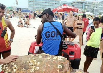 Tartaruga-cabeçuda é encontrada morta na Praia do Forte, em Cabo Frio