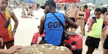 Tartaruga-cabeçuda é encontrada morta na Praia do Forte, em Cabo Frio
