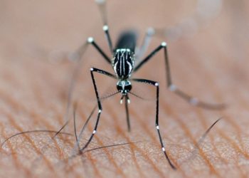 Especialistas alertam: prevenção da dengue no Rio deve começar antes do verão