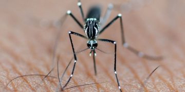 Especialistas alertam: prevenção da dengue no Rio deve começar antes do verão
