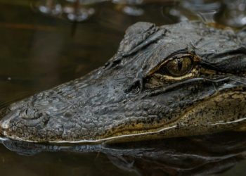 Jacaré é resgatado após ser encontrado em rede de esgoto em Saquarema