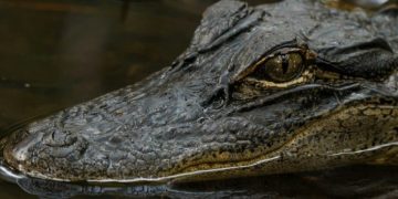 Jacaré é resgatado após ser encontrado em rede de esgoto em Saquarema