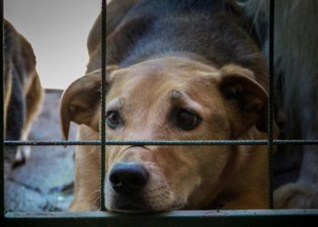 Operação de polícia e Alerj resgata 20 cães de canil clandestino em Bangu