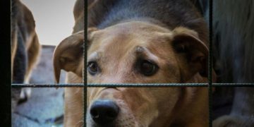 Operação de polícia e Alerj resgata 20 cães de canil clandestino em Bangu