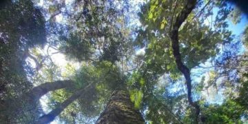 Nova Friburgo inaugura nova reserva particular de 10 hectares de Mata Atlântica