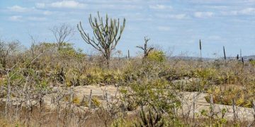 Estudo do IBGE destaca aumento em áreas protegidas na Caatinga e RJ e seu papel na conservação
