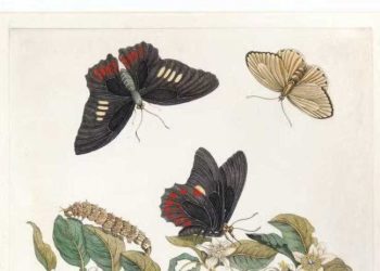 Exposição no Jardim Botânico destaca legado da naturalista Maria Sibylla Merian na história da ciência