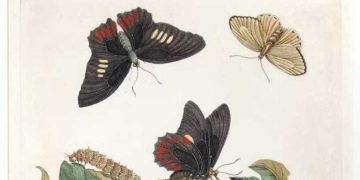 Exposição no Jardim Botânico destaca legado da naturalista Maria Sibylla Merian na história da ciência